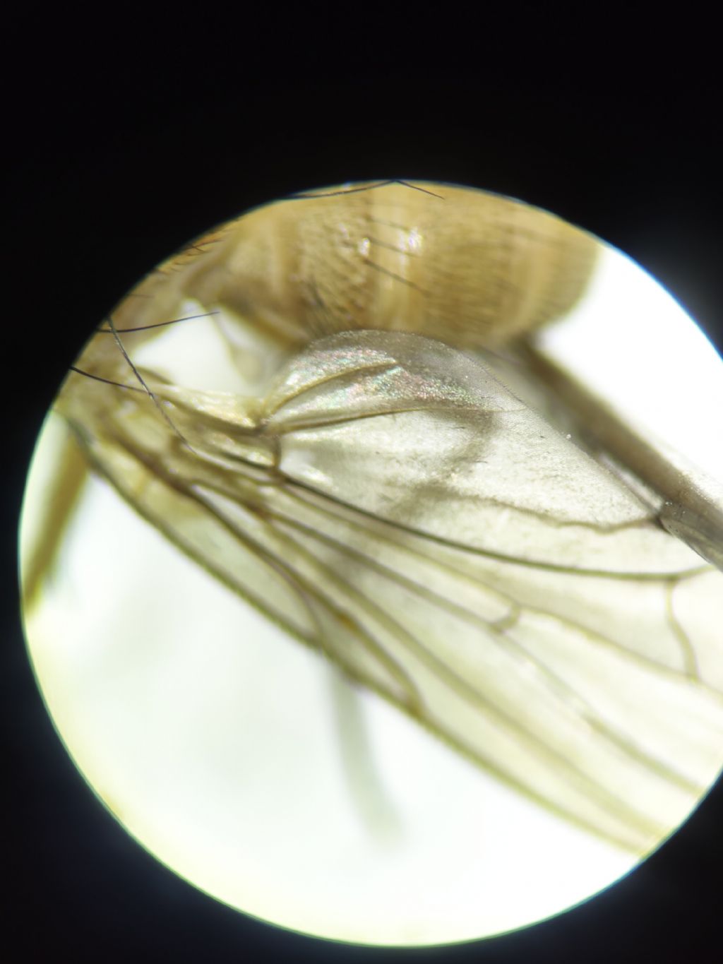Pegomya testacea ?